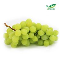 WINOGRONA BIAŁE ŚWIEŻE BIO (około 0,50 kg)