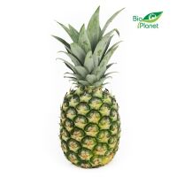 OPAKOWANIE ZBIORCZE (szt.) - ANANAS ŚWIEŻY BIO (około 12 szt.)
