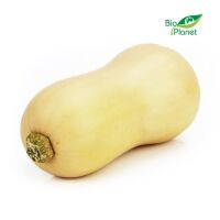 OPAKOWANIE ZBIORCZE (kg) - DYNIA PIŻMOWA (BUTTERNUT) ŚWIEŻA BIO (około 8 kg)