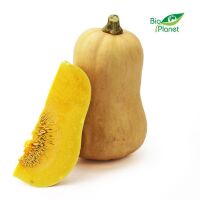 OPAKOWANIE ZBIORCZE (kg) - DYNIA PIŻMOWA (BUTTERNUT) ŚWIEŻA BIO (POLSKA) (około 10 kg)